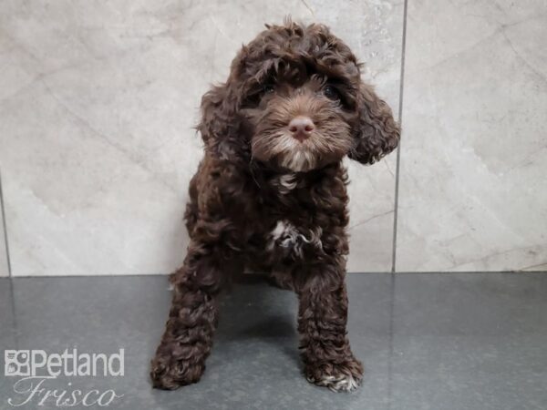 Cockapoo DOG Female Chocolate 30195 Petland Frisco, Texas