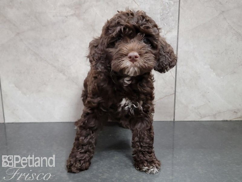 Cockapoo Puppy Chocolate ID:30195 Located at Petland Frisco & Mckinney ...