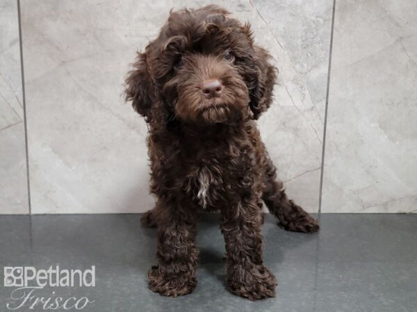 Cockapoo DOG Male Chocolate 30193 Petland Frisco, Texas