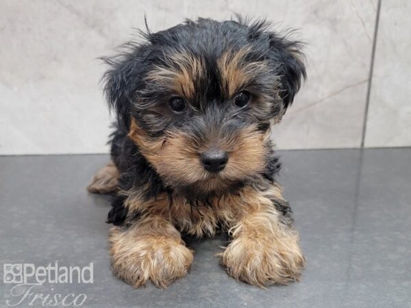 Yorkshire Terrier DOG Male Black / Tan 30230 Petland Frisco, Texas