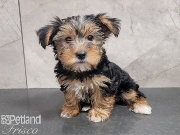 Yorkshire Terrier DOG Female Black / Tan 30229 Petland Frisco, Texas