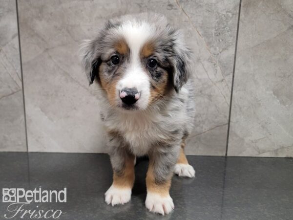 Miniature Australian Shepherd-DOG-Male-Blue Merle-30228-Petland Frisco & Mckinney, Texas