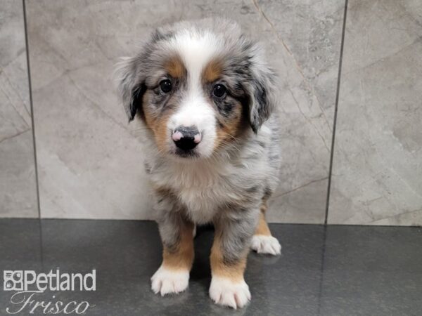 Miniature Australian Shepherd DOG Male Blue Merle 30228 Petland Frisco, Texas