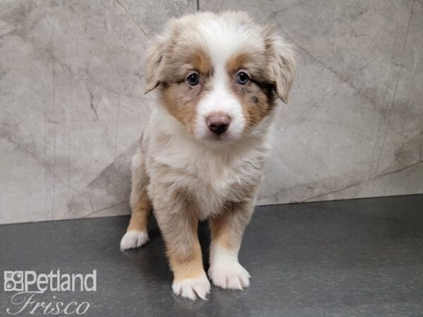 Miniature Australian Shepherd DOG Female Red Merle 30226 Petland Frisco, Texas