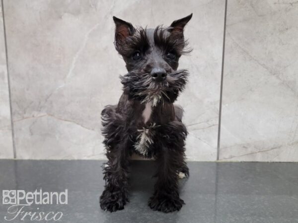 Miniature Schnauzer-DOG-Female-Black-30224-Petland Frisco & Mckinney, Texas
