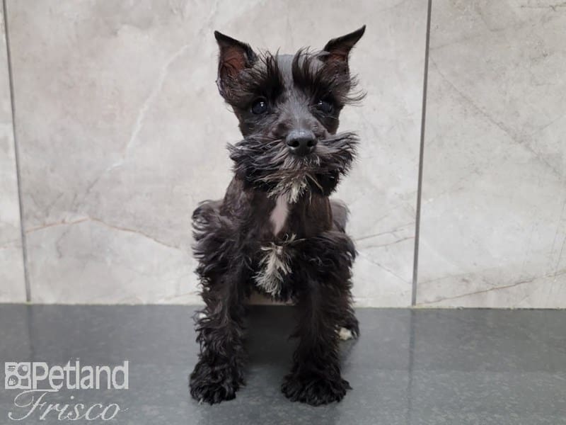 Miniature Schnauzer-DOG-Female-Black-3734506-Petland Frisco, Texas
