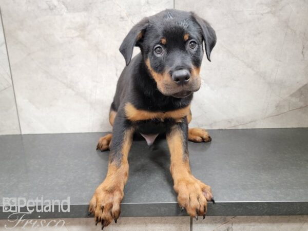 Rottweiler DOG Male Black / Tan 30223 Petland Frisco, Texas