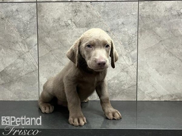 Labrador Retriever DOG Male Silver 30222 Petland Frisco, Texas