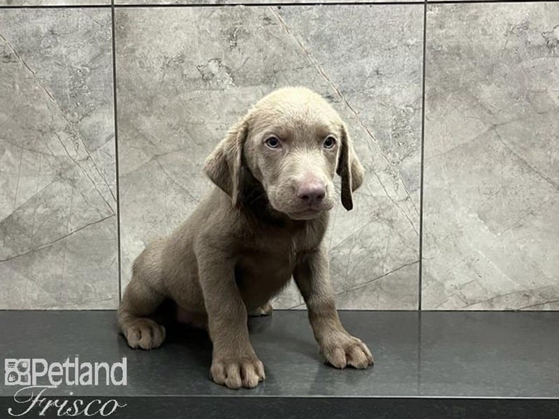Labrador Retriever-DOG-Male-Silver-3735265-Petland Frisco, Texas