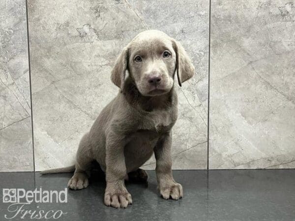 Labrador Retriever-DOG-Male-Silver-30221-Petland Frisco, Texas