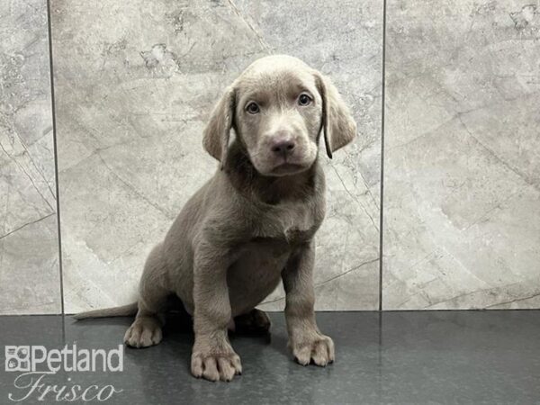 Labrador Retriever DOG Male Silver 30221 Petland Frisco, Texas