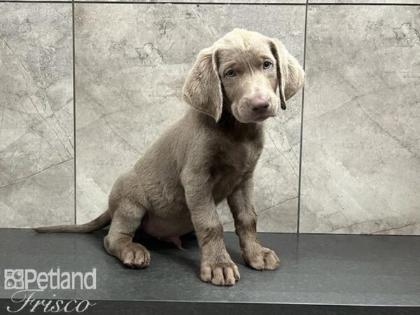 Labrador Retriever DOG Male Silver 30220 Petland Frisco, Texas