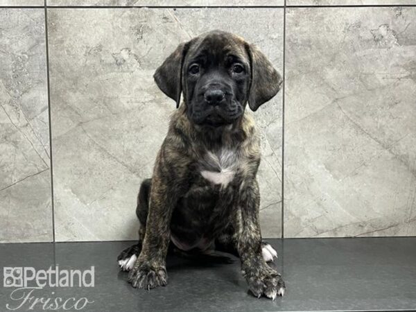 English Mastiff DOG Female Brindle 30217 Petland Frisco, Texas