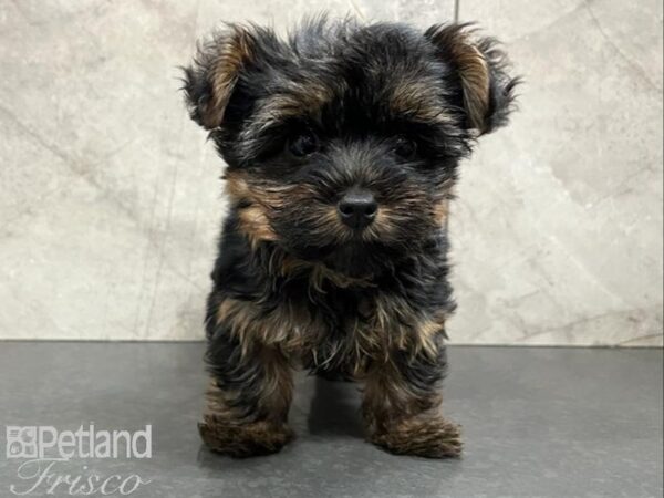 Yorkshire Terrier-DOG-Female-Black & Tan-30214-Petland Frisco & Mckinney, Texas