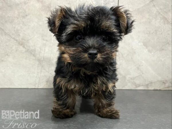 Yorkshire Terrier DOG Female Black & Tan 30214 Petland Frisco, Texas