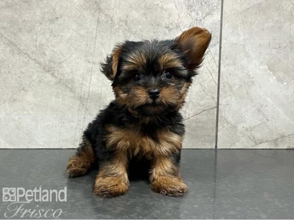 Yorkshire Terrier DOG Female Black & Tan 30215 Petland Frisco, Texas