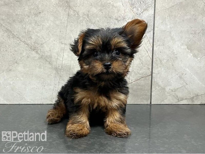 Yorkshire Terrier-DOG-Female-Black & Tan-3734270-Petland Frisco, Texas