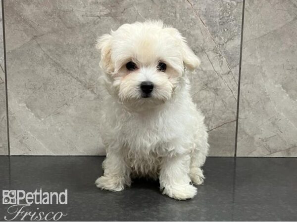 Maltipoo DOG Female White 30216 Petland Frisco, Texas