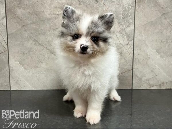 Pomeranian-DOG-Male-Merle & Wht-30213-Petland Frisco, Texas