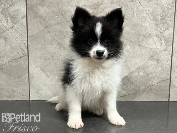 Pomeranian DOG Male White & Black 30212 Petland Frisco, Texas