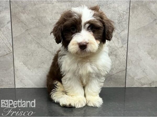 Mini Aussiepoo DOG Female Wht Choc 30211 Petland Frisco, Texas