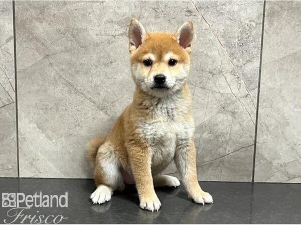 Shiba Inu DOG Female Red 30209 Petland Frisco, Texas