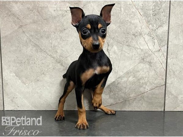 Miniature Pinscher DOG Female Black / Tan 30208 Petland Frisco, Texas