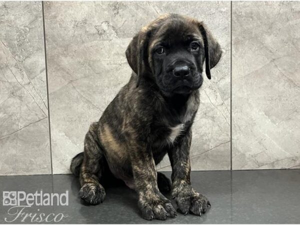 English Mastiff DOG Male Brindle 30219 Petland Frisco, Texas