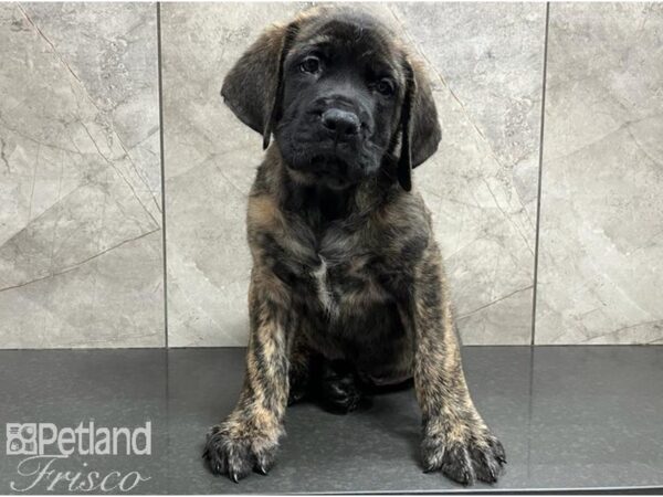 English Mastiff-DOG-Male-Brindle-30218-Petland Frisco & Mckinney, Texas