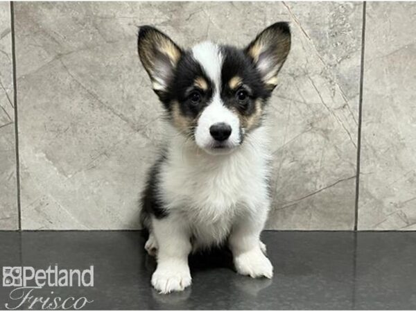 Pembroke Welsh Corgi-DOG-Male-Black Tan / White-30207-Petland Frisco, Texas