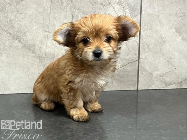 Yorkie Mix DOG Female Golden 30199 Petland Frisco, Texas