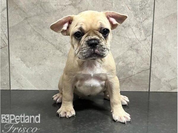 French Bulldog DOG Female Blue Fawn 30202 Petland Frisco, Texas