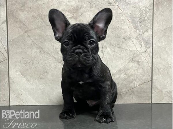 French Bulldog-DOG-Male-Brdl & Wht-30203-Petland Frisco & Mckinney, Texas