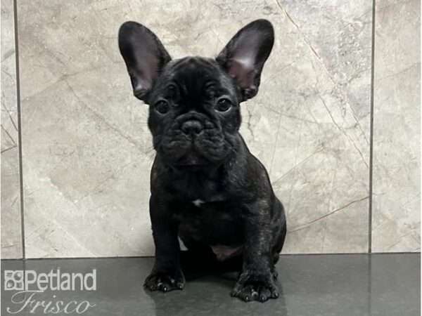 French Bulldog DOG Male Brdl & Wht 30203 Petland Frisco, Texas