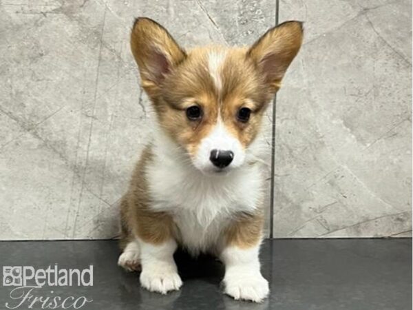 Pembroke Welsh Corgi DOG Female Red / White 30205 Petland Frisco, Texas