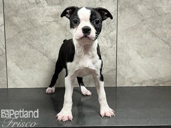 Boston Terrier-DOG-Female-Black / White-30206-Petland Frisco, Texas