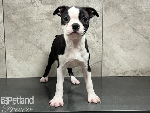 Boston Terrier-DOG-Female-Black / White-30206-Petland Frisco & Mckinney, Texas