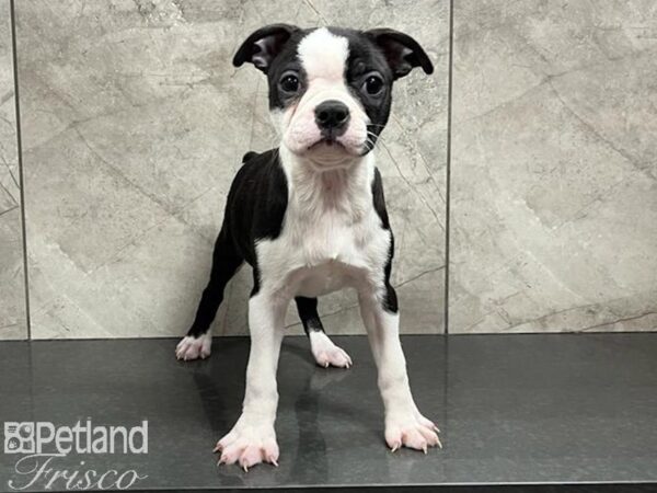 Boston Terrier DOG Female Black / White 30206 Petland Frisco, Texas