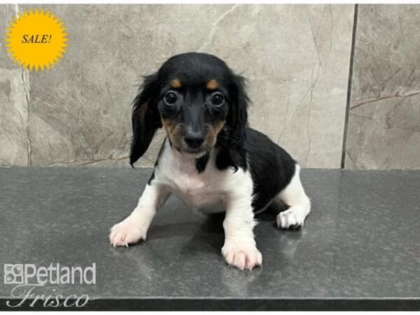 Miniature Dachshund DOG Female Black and White 30131 Petland Frisco, Texas