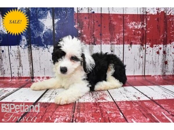 Mini Aussie Poo DOG Male Black and White 30126 Petland Frisco, Texas
