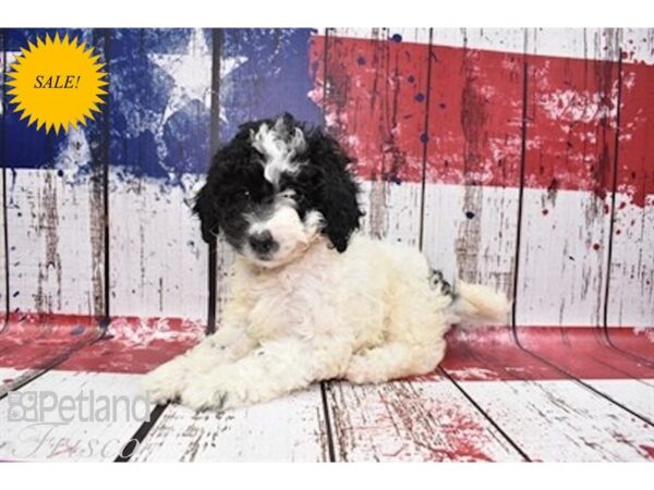 Cockapoo DOG Male Black and White 30127 Petland Frisco, Texas