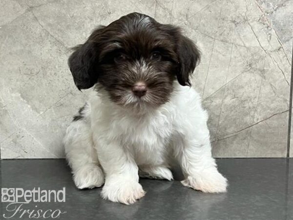 Havanese DOG Male Chocolate & White 30234 Petland Frisco, Texas