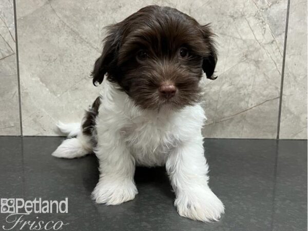 Havanese DOG Male Chocolate & White 30233 Petland Frisco, Texas