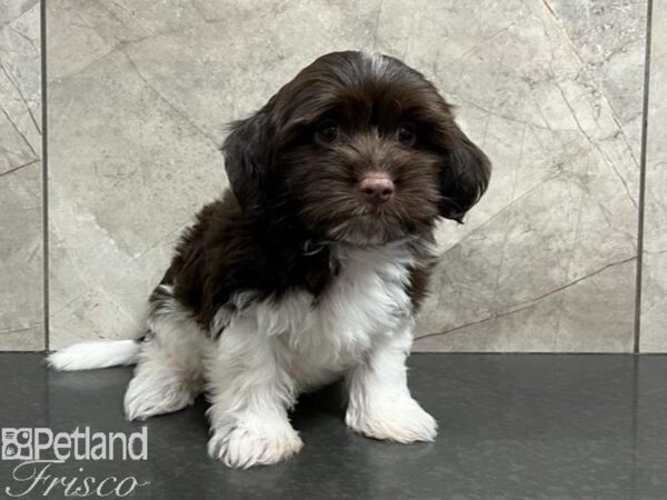 Havanese DOG Male Chocolate & White 30232 Petland Frisco, Texas