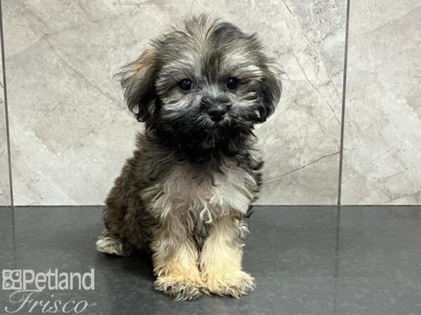 Havanese DOG Male Sable 30236 Petland Frisco, Texas