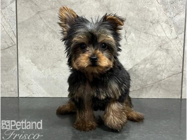 Yorkshire Terrier-DOG-Male-Black / Tan-30235-Petland Frisco, Texas