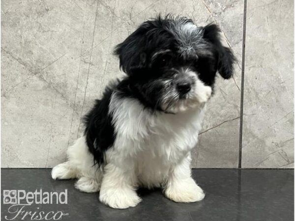 Havanese DOG Female Black / White 30237 Petland Frisco, Texas