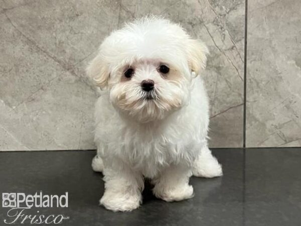 Maltese DOG Male White / Cream 30238 Petland Frisco, Texas