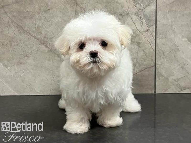 Maltese-DOG-Male-White / Cream-3742401-Petland Frisco, Texas