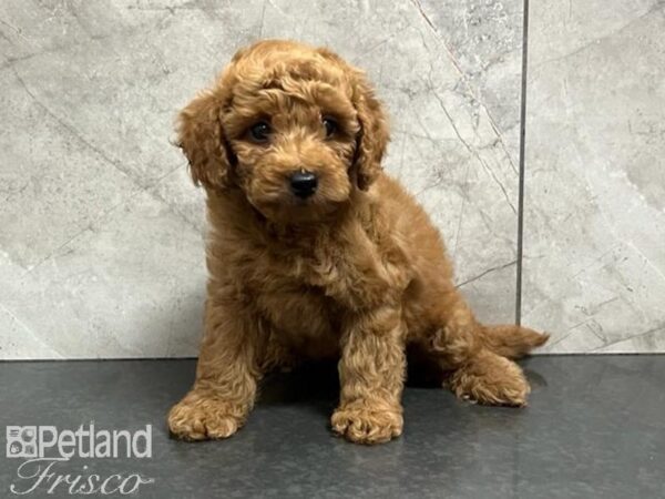 Goldendoodle Mini 2nd Gen-DOG-Female-Red-30239-Petland Frisco & Mckinney, Texas
